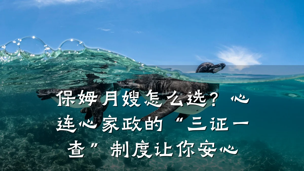 保姆月嫂怎么选？心连心家政的“三证一查”制度让你安心
