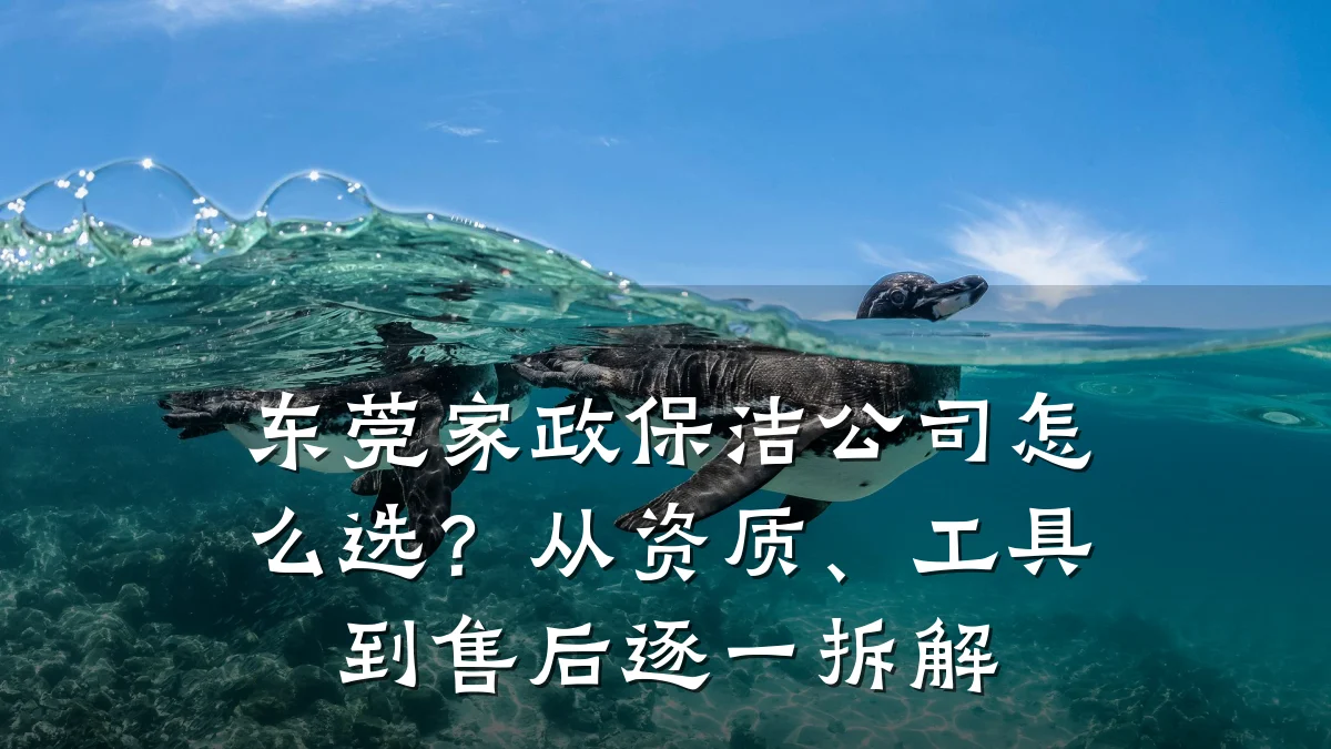 东莞家政保洁公司怎么选?从资质、工具到售后逐一拆解