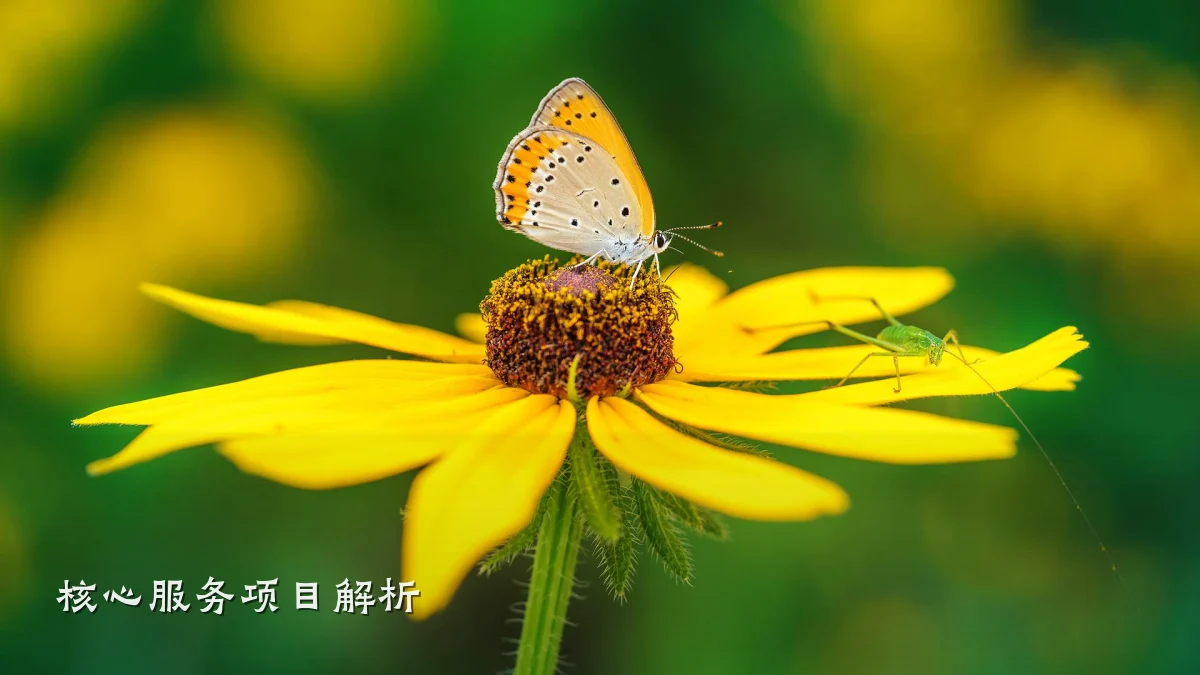 核心服务项目解析