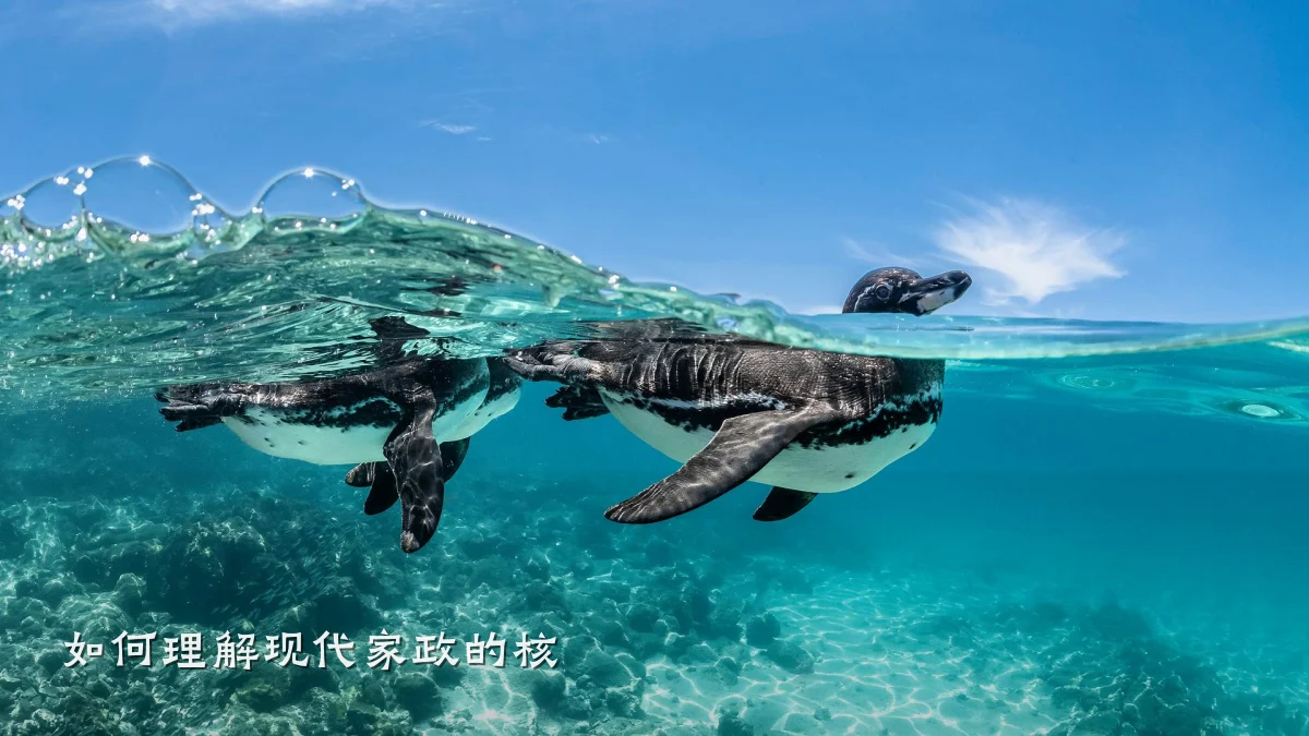 如何理解现代家政的核