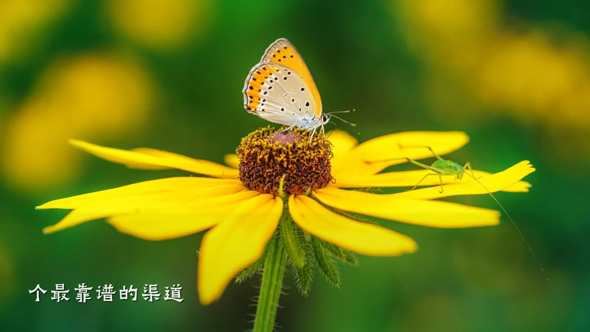 个最靠谱的渠道