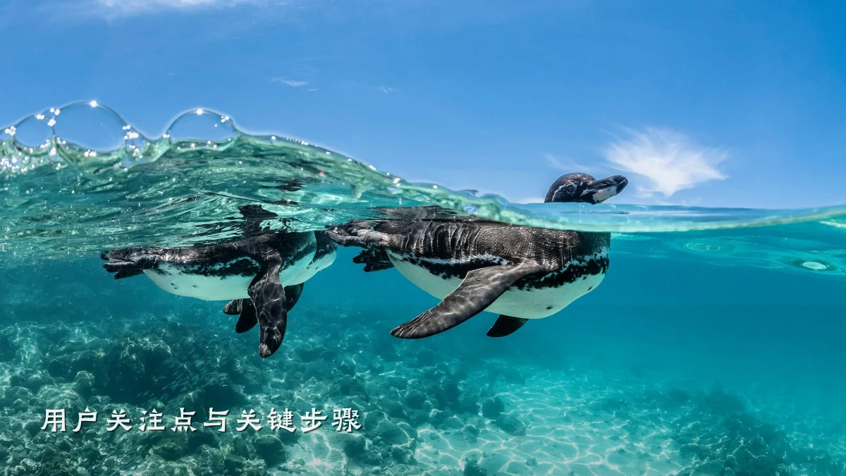用户关注点与关键步骤