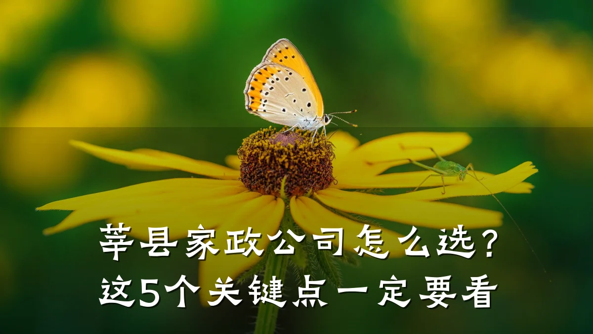 莘县家政公司怎么选?这5个关键点一定要看