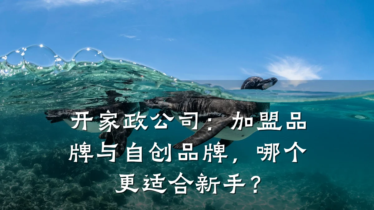 开家政公司:加盟品牌与自创品牌,哪个更适合新手?