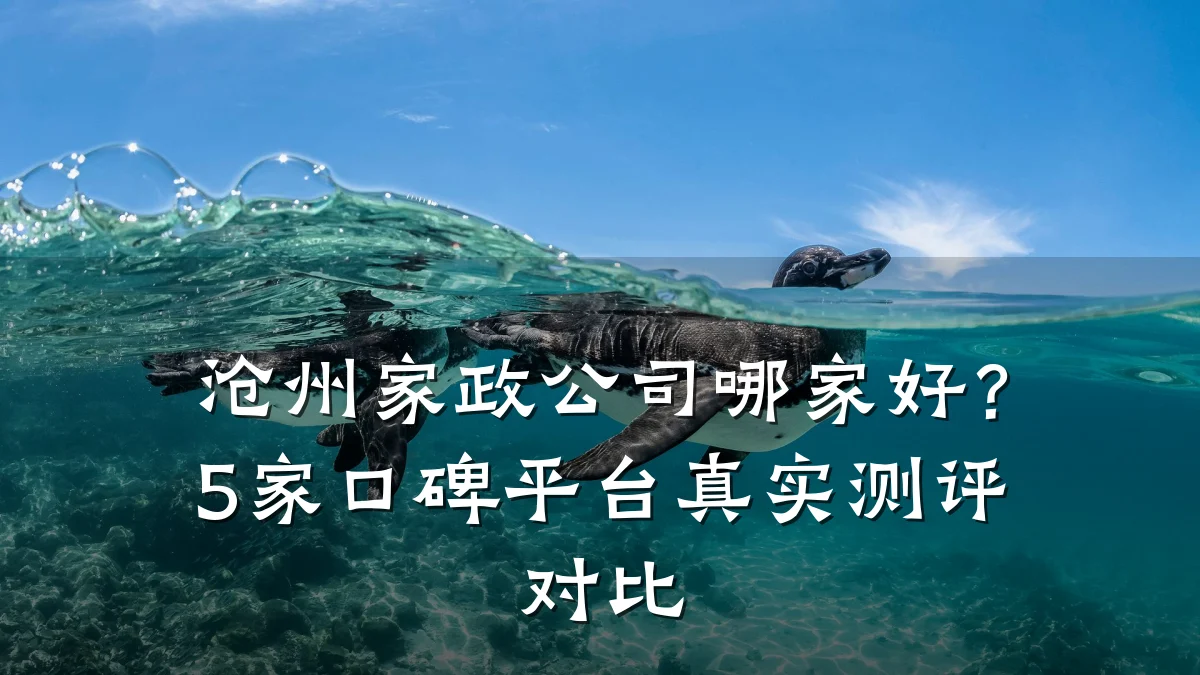 沧州家政公司哪家好?5家口碑平台真实测评对比