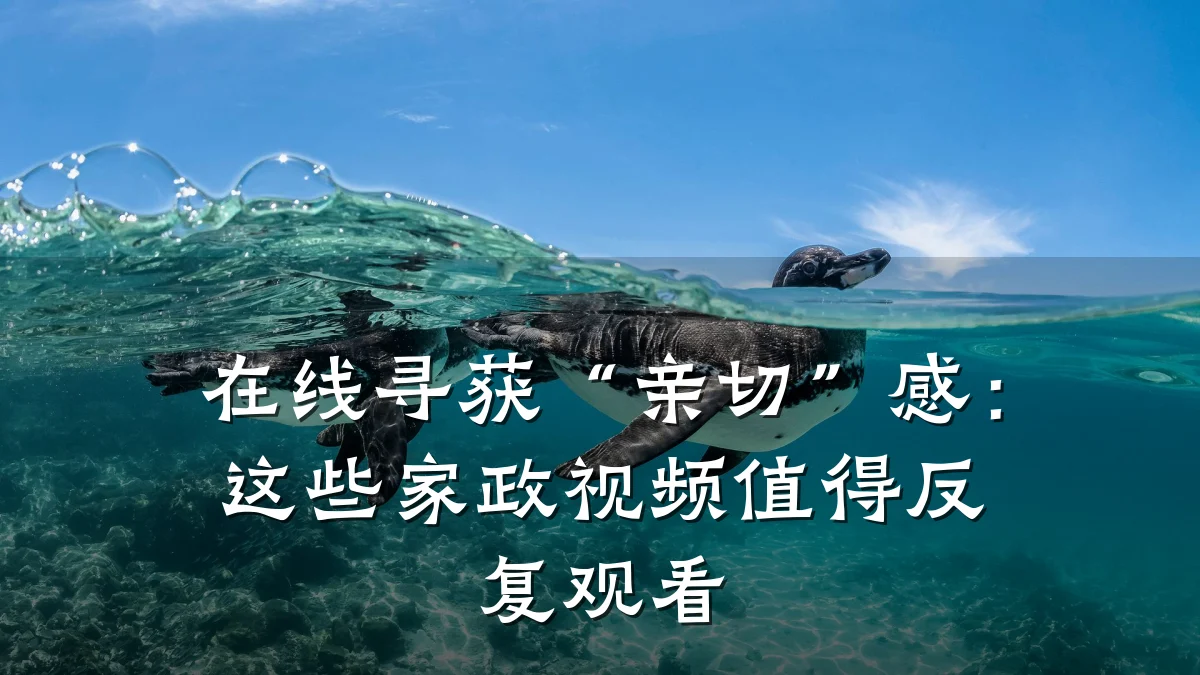 在线寻获“亲切”感:这些家政视频值得反复观看