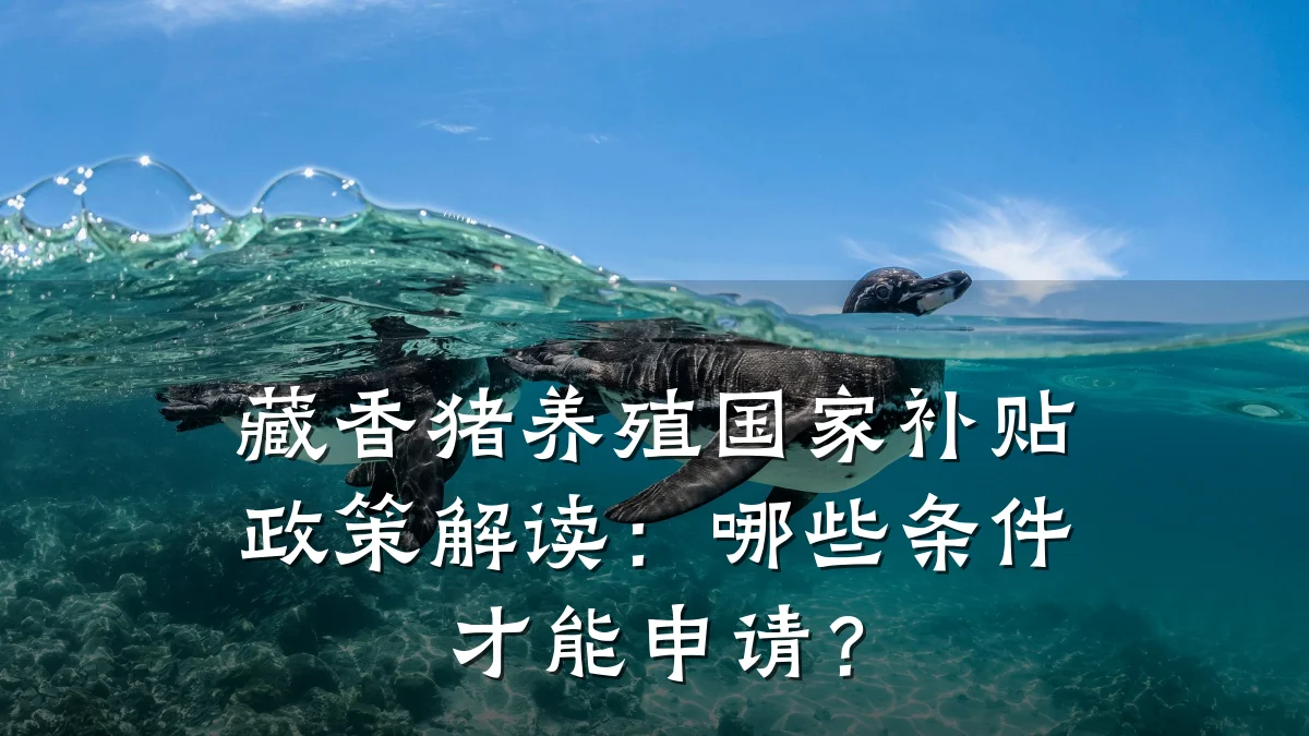藏香猪养殖国家补贴政策解读：哪些条件才能申请？