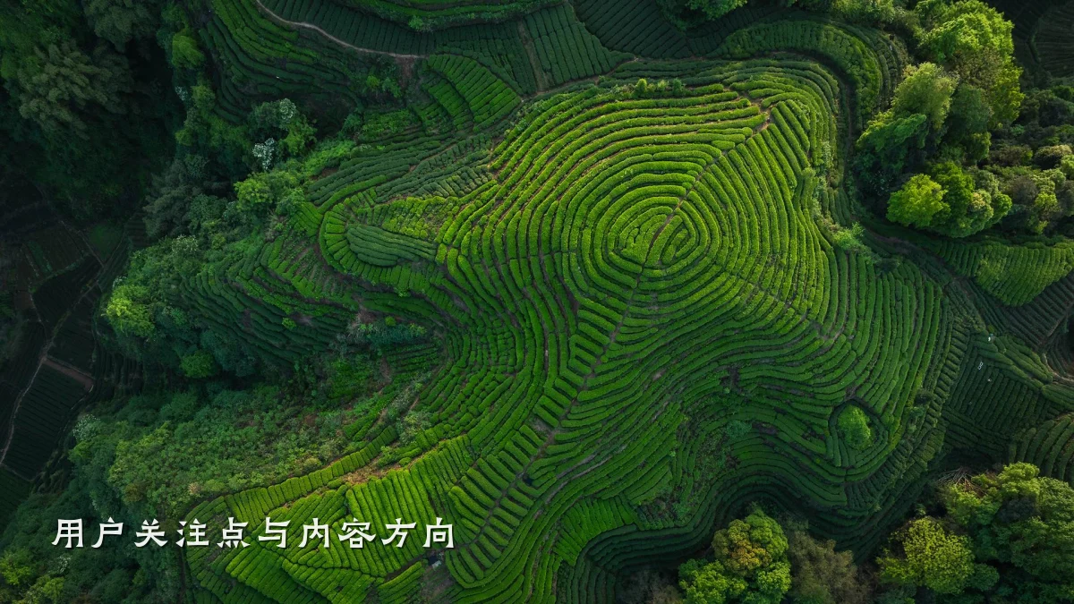 用户关注点与内容方向
