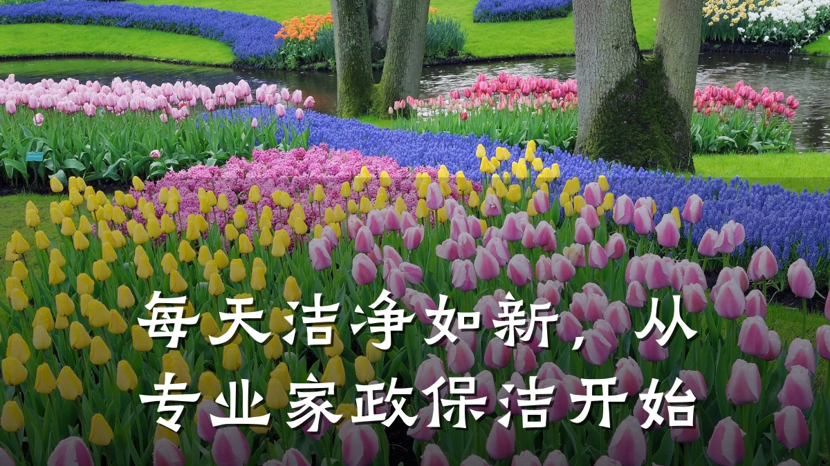 每天洁净如新,从专业家政保洁开始